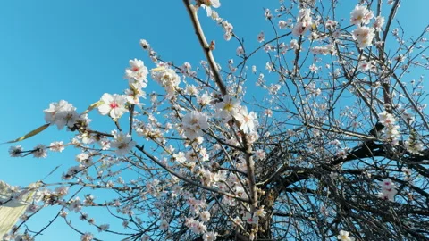 Tree full of white flowers Stock Footage 263809161