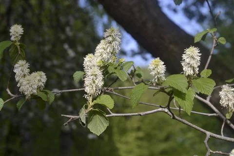A tree full of white flowers Stock Photos