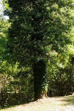 A tree fully enveloped by Hedera helix or common ivy Stock Photos