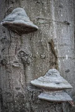 Tree Fungi Background Foto stock