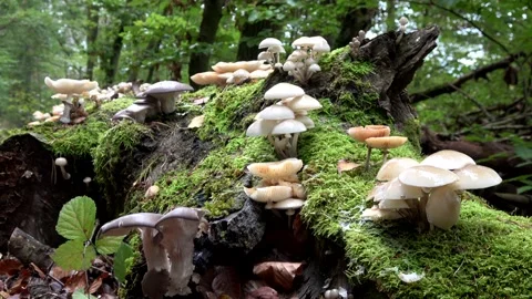 Tree fungi on beech trunk, dead wood, Mucidula mucida Stock Footage 141429066
