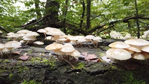 Tree fungi on beech trunk, dead wood, Mucidula mucida, slider shot Stock Footage 141454219