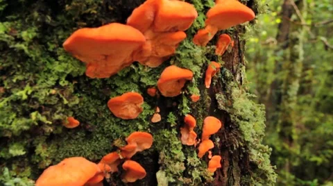 Tree fungi Stock Footage 8776132