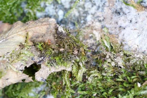 Tree fungi Stock Photos