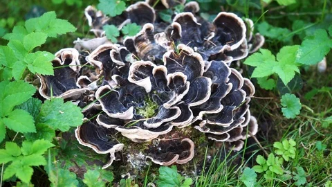 Tree fungi on a tree stump on a meadow Stock Footage 118048248