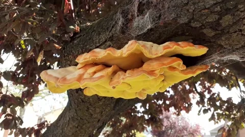 Tree Fungus 1 Vidéo 160486914