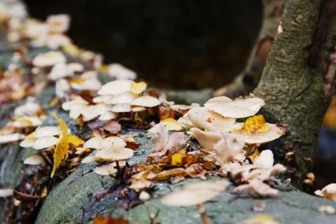 Tree Fungus 2 Stock Photos