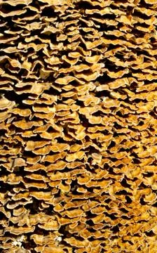 Tree fungus background Stockfoto's