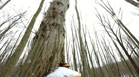 Tree fungus Stock Footage 44340650