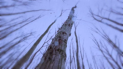 Tree fungus Stock Footage 44366275