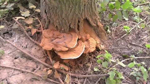 The tree fungus Video stock 73196797