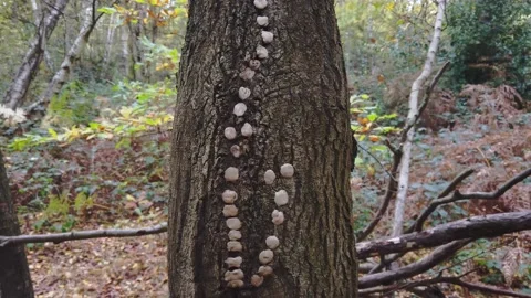 Tree Fungus Stock Footage 142658632