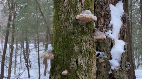 Tree Fungus Stock Footage 247075281