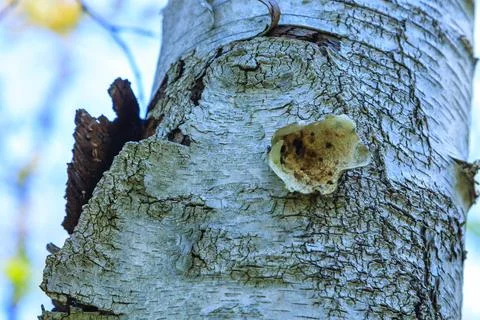 A tree fungus has broken through the bark of an old tree in the forest,  Ap.. Fotos de archivo