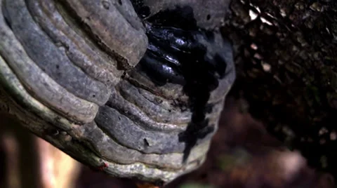 Tree fungus macro 库存影片 39844709
