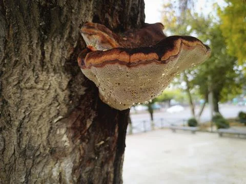 Tree fungus, nectar drops, tree growth Stock Photos
