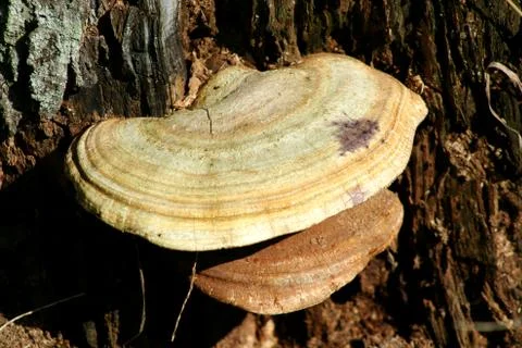Tree fungus Stock-Fotos