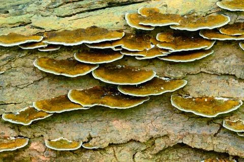Tree fungus Stock Photos