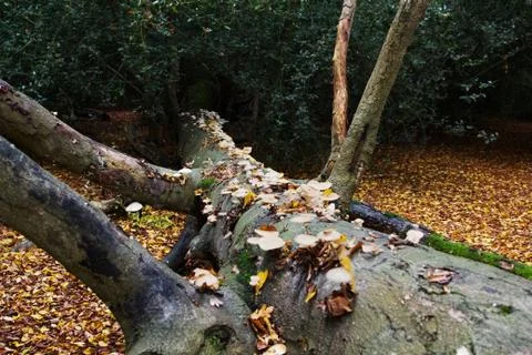 Tree Fungus Stock Photos