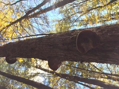 Tree with Fungus Stock Photos
