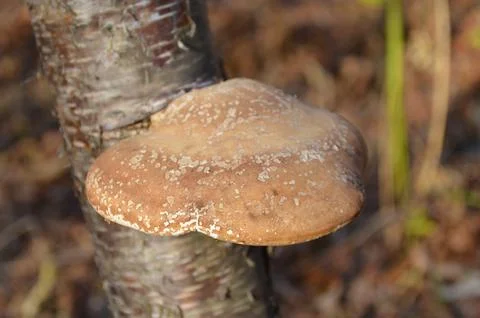 Tree fungus on a tree trunk close up photo Stock Photos