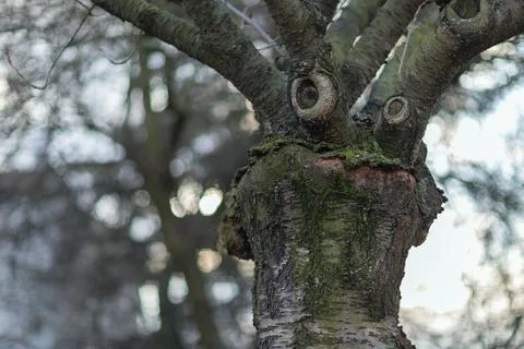 Tree with a funny thinking face. Early spring weather concept. Stock Photos
