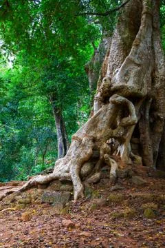 Tree with gaint roots Stock Photos