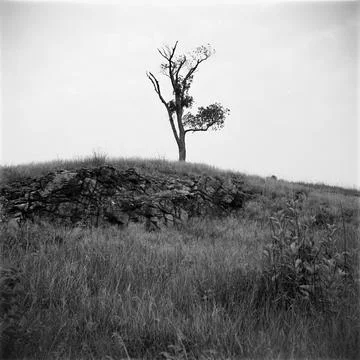 Tree On Gallows Hill In Salem, Massachusetts, USA Stock Photos