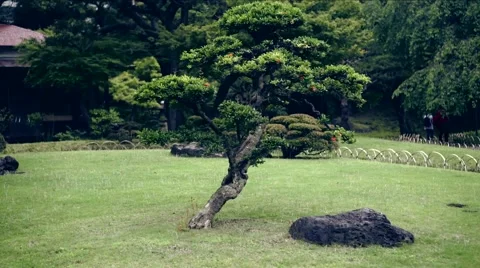 Tree at a garden Stock Footage 54896527