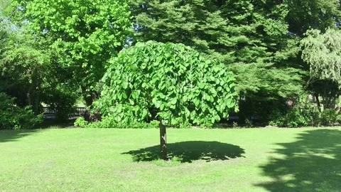 Tree in a garden Stock-Footage 72374880