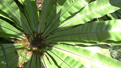 Tree garden Stock-Footage 74995200