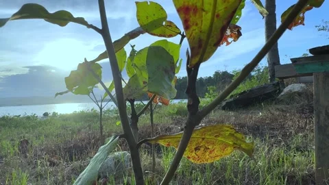 The tree in the garden Stock Footage 300681238