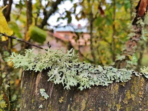 Tree. Garden. Forest. Stock Photos