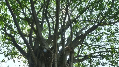 Tree in the garden with the movement of the camera Stock Footage 73788063