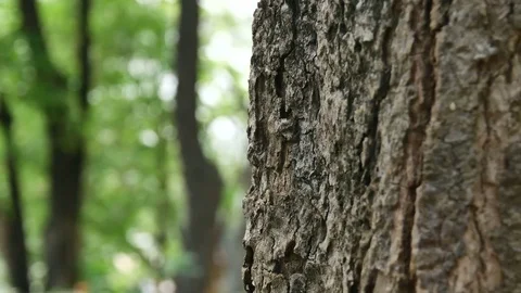 Tree in the garden with the movement of the camera Stock Footage 75433286