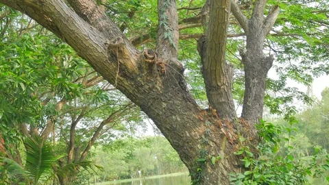 Tree in the garden with the movement of the camera Stock Footage 75439600