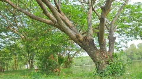 Tree in the garden with the movement of the camera Stock Footage 75442716