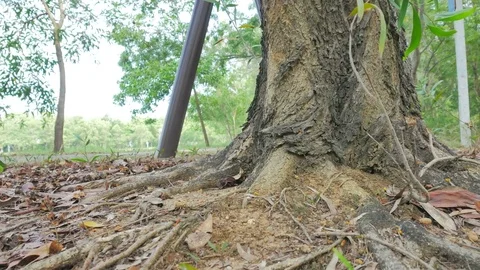 Tree in the garden with the movement of the camera Stock Footage 75444435