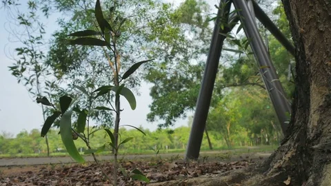 Tree in the garden with the movement of the camera Stock Footage 75445136
