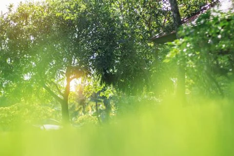 Tree in the garden. Foto stock