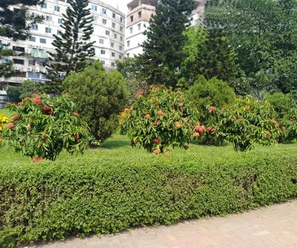 Tree Garden Stock Photos