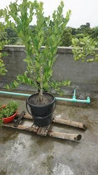 Tree in garden Stock Photos