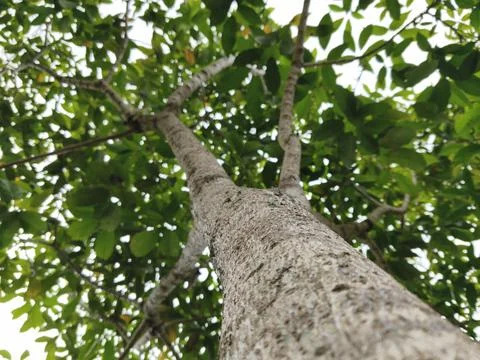 Tree in the garden 스톡 사진