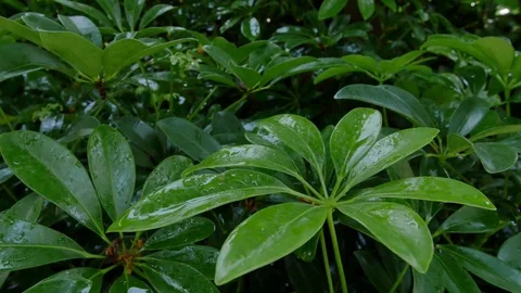 Tree Garden Resort Stock Footage 74993054