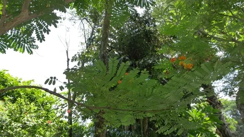 Tree Garden Resort Stock Footage 74993134