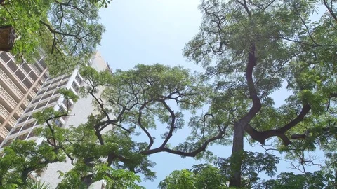 Tree Garden Resort Stock Footage 74993141