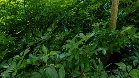 Tree Garden Resort Video stock 74993155