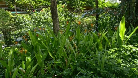 Tree Garden Resort Stock Footage 74993169