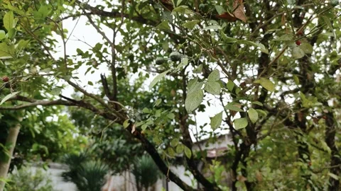 Tree garden with thick leaves Stock Footage 156076276