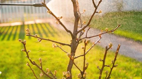 A tree in the garden waking up after winter is sprayed against diseases and Stock-Footage 311973227